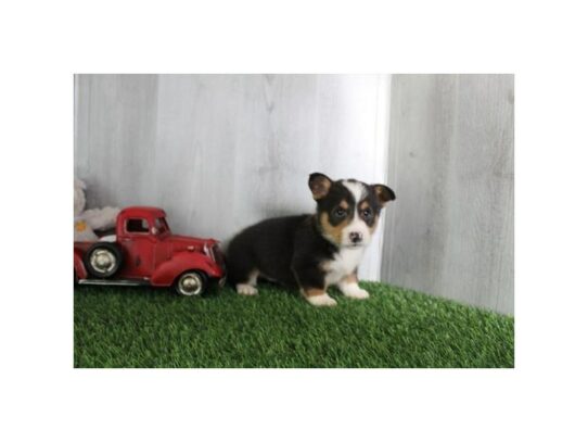 Pembroke Welsh Corgi Dog Male Red / White 16903 Petland Chillicothe, Ohio