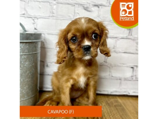 Cavalier King Charles Spaniel-Dog-Female-Ruby-16902-Petland Chillicothe, Ohio