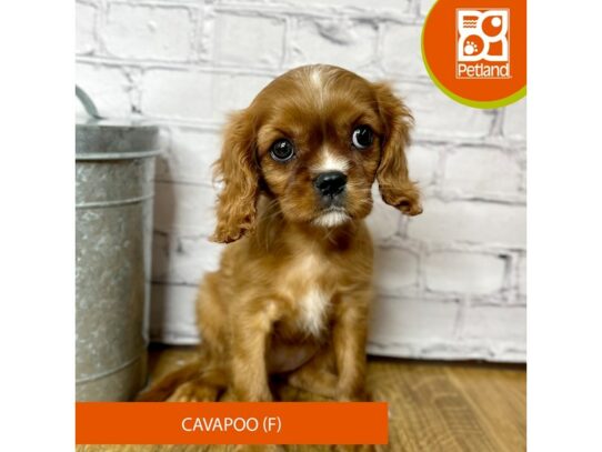 Cavalier King Charles Spaniel-Dog-Female-Ruby-16902-Petland Chillicothe, Ohio