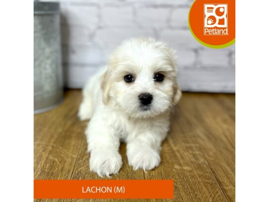 Lachon Dog Male Cream / White 16884 Petland Chillicothe, Ohio