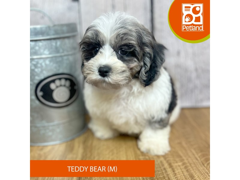 Teddy Bear - 16848 Image #1