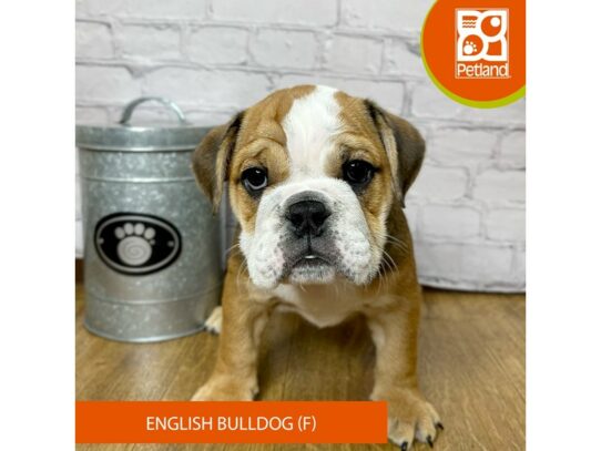 English Bulldog – 16863