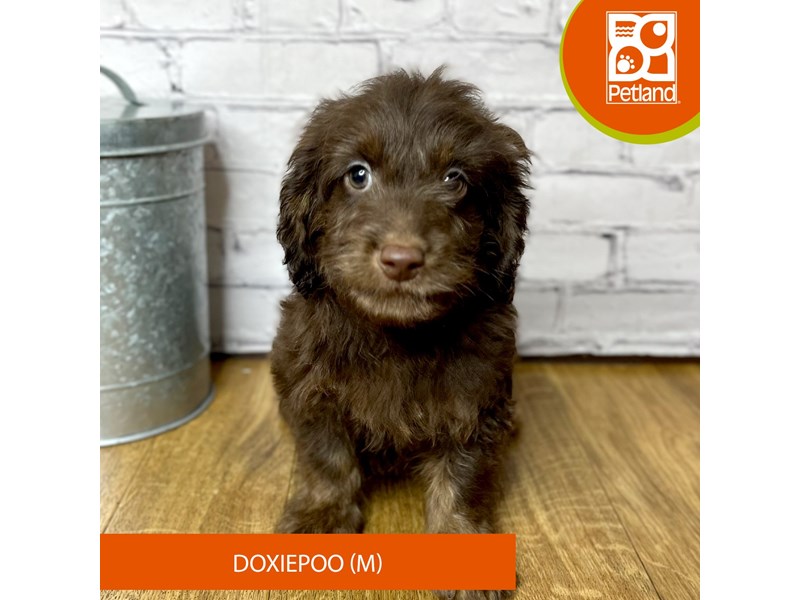 Doxiepoo - 16885 Image #1