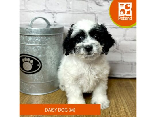 Daisy Dog – 16897
