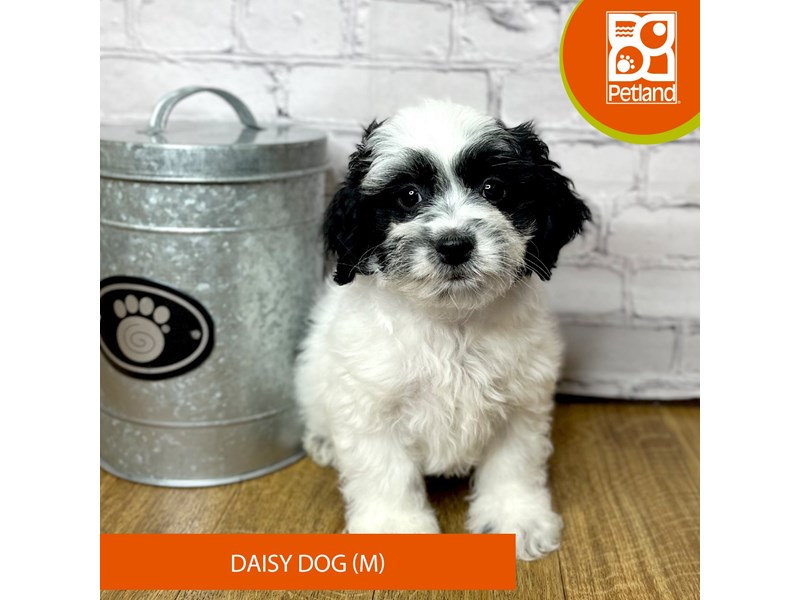 Daisy Dog - 16897 Image #1