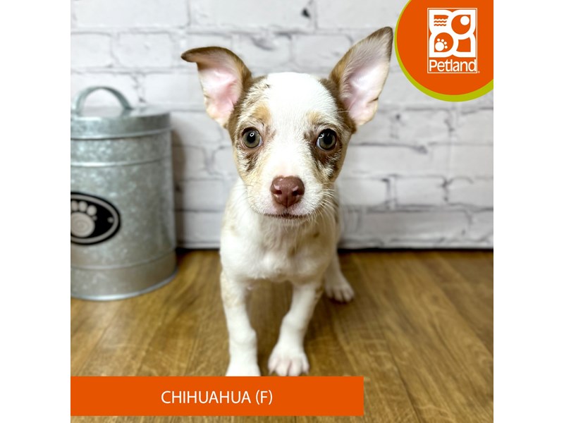 Chihuahua - 16889 Image #1