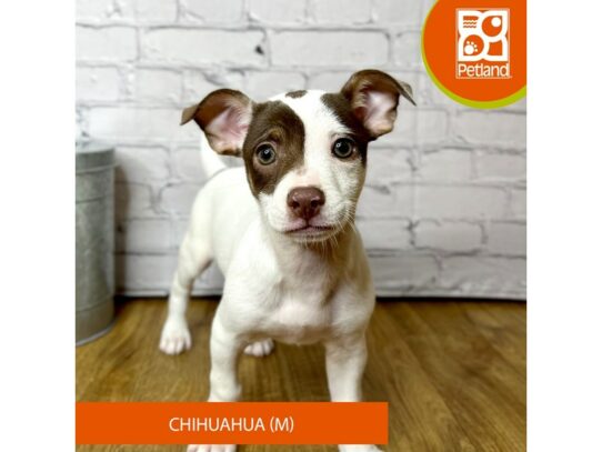 Chihuahua – 16890