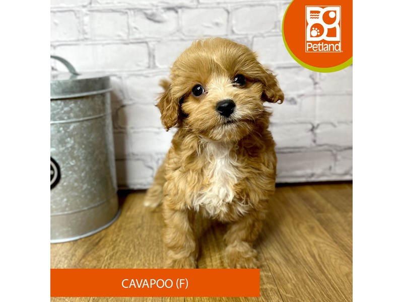 Cavapoo - 16901 Image #1