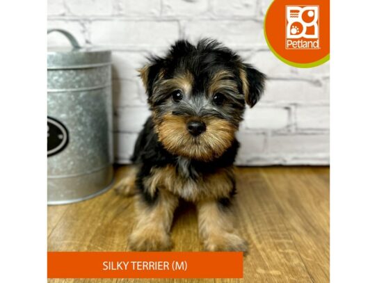 Silky Terrier – 16892
