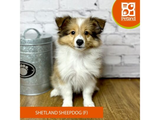 Shetland Sheepdog – 16888