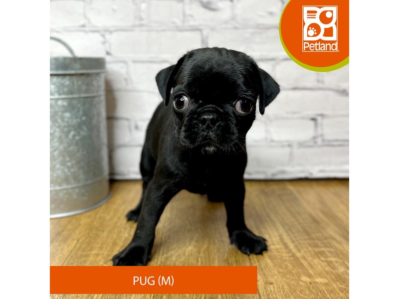 Pug - 16895 Image #1