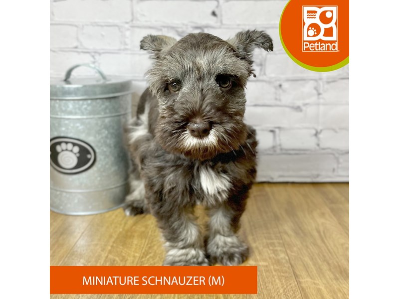 Miniature Schnauzer - 16918 Image #1