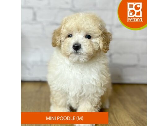 Poodle Mini – 16917