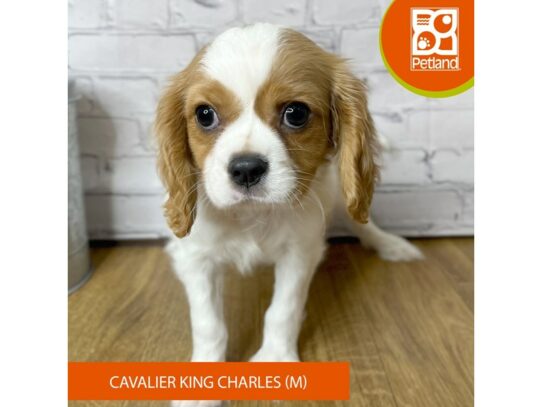 Cavalier King Charles Spaniel – 16916