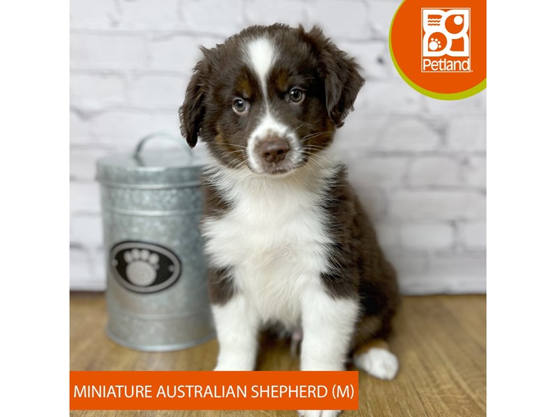 Miniature Australian Shepherd - 16913 Image #1
