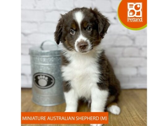 Miniature Australian Shepherd – 16913