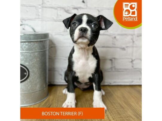 Boston Terrier – 16912