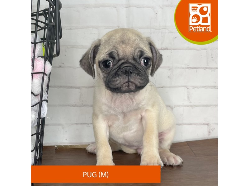 Pug - 16950 Image #1