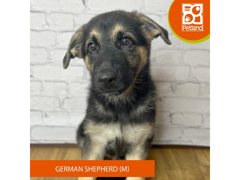 German Shepherd Dog - 16933 Image #1
