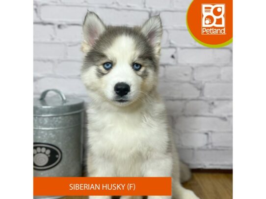 Siberian Husky – 16931