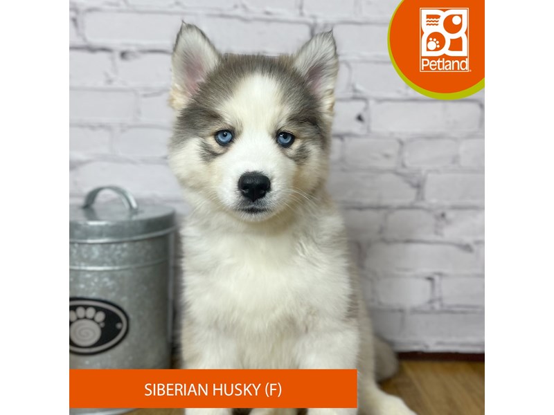 Siberian Husky - 16931 Image #1