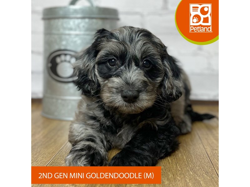 Goldendoodle Mini 2nd Gen - 16929 Image #1