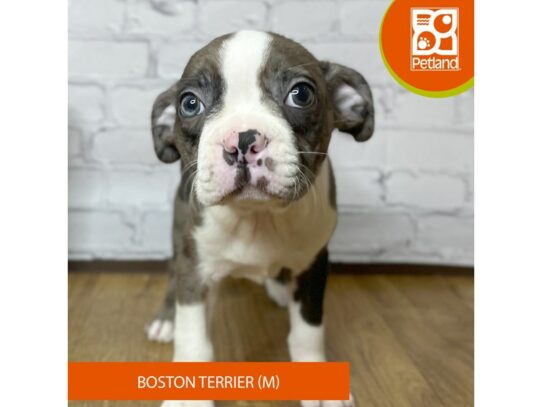 Boston Terrier – 16927