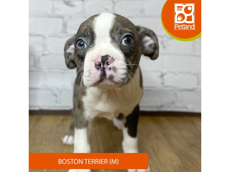 Boston Terrier - 16927 Image #1