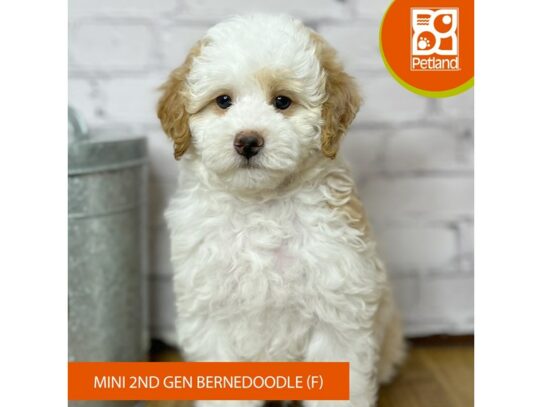 Bernedoodle Mini 2nd Gen – 16925