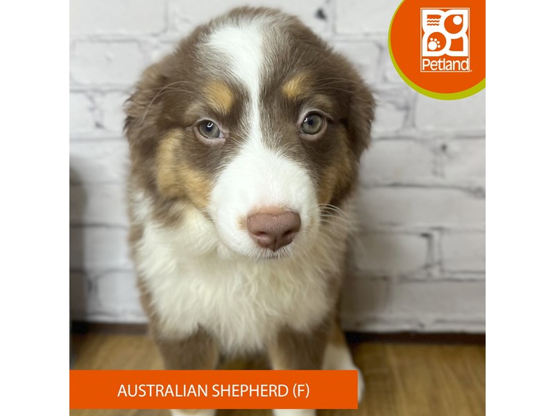 Australian Shepherd - 16930 Image #1