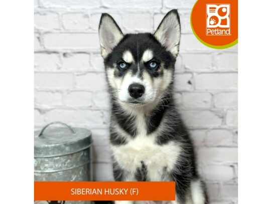 Siberian Husky – 16946