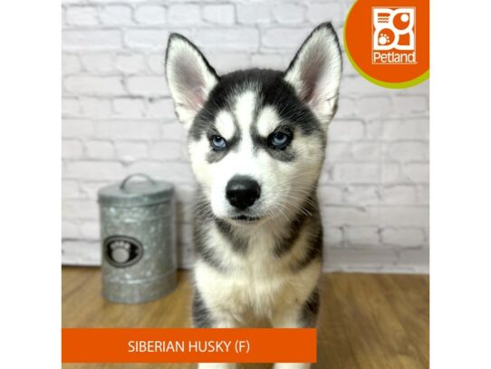 Siberian Husky – 16945