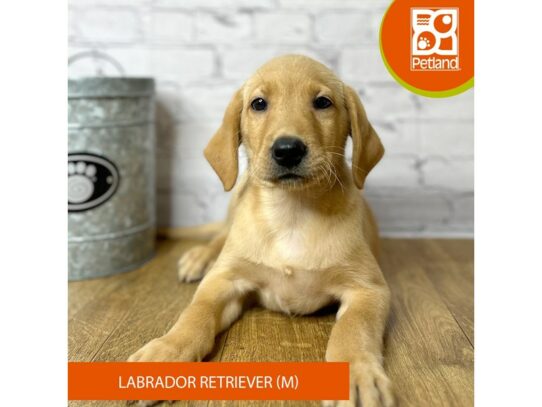 Labrador Retriever – 16942