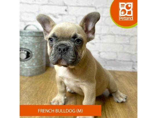French Bulldog – 16936