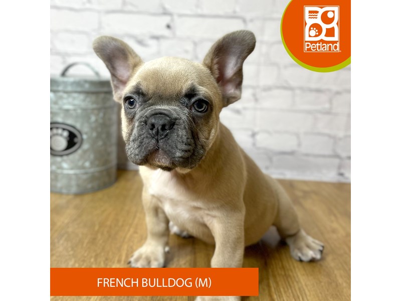 French Bulldog - 16936 Image #1