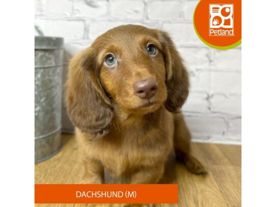 Dachshund – 16941