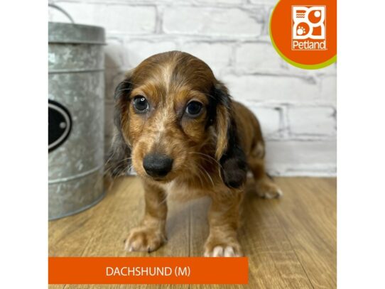 Dachshund – 16940