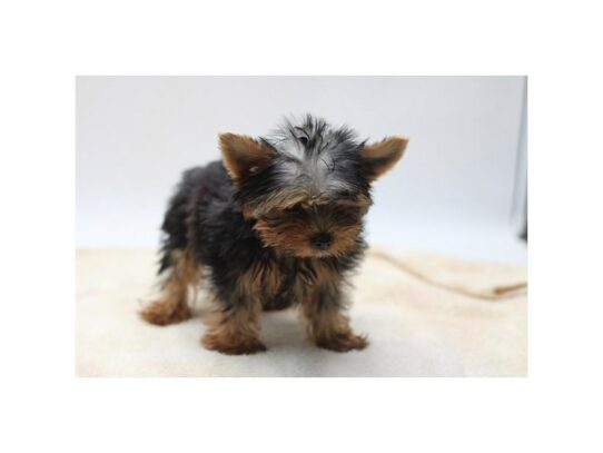 Yorkshire Terrier- Available 9/13 – 16988