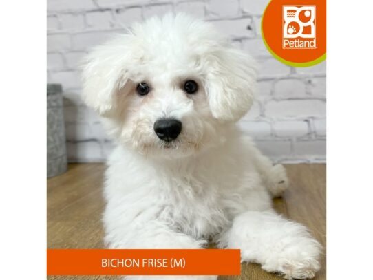 Bichon Frise – 16835