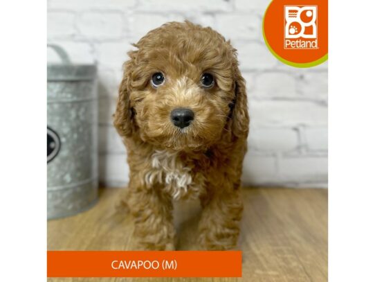 Cavapoo – 16965