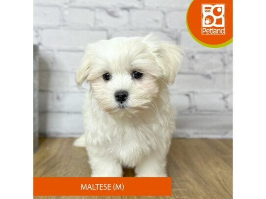 Maltese – 16959