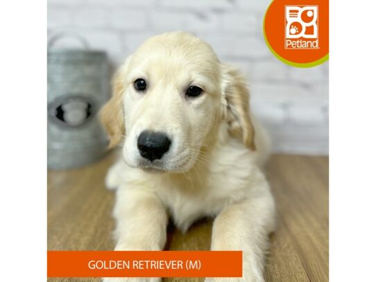 Golden Retriever – 16957