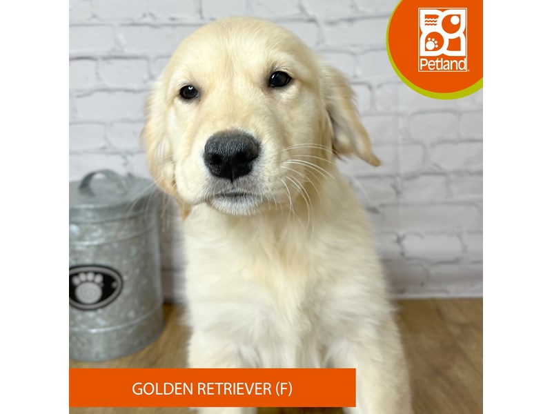 Golden Retriever - 16956 Image #1
