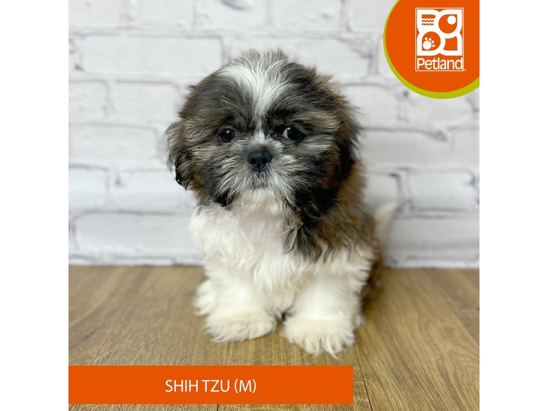 Shih Tzu - 16951 Image #1