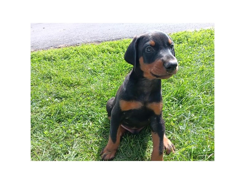 Doberman Pinscher - 16971 Image #1