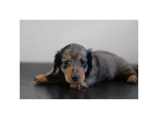 Dachshund – 16970