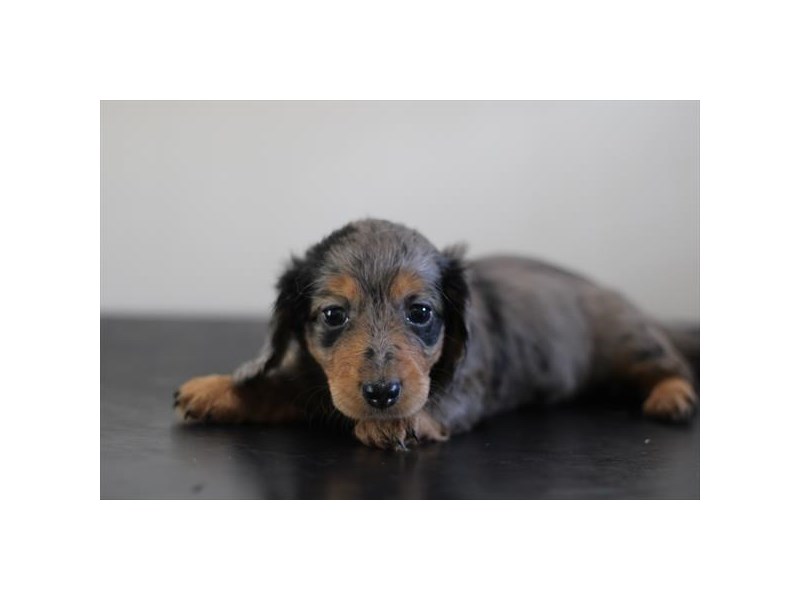Dachshund - 16970 Image #1
