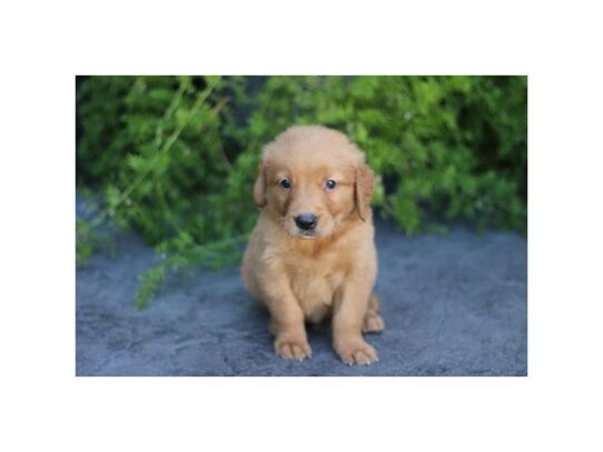 Golden Retriever – 16972