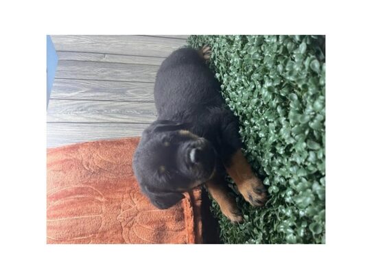 Rottweiler – 16974