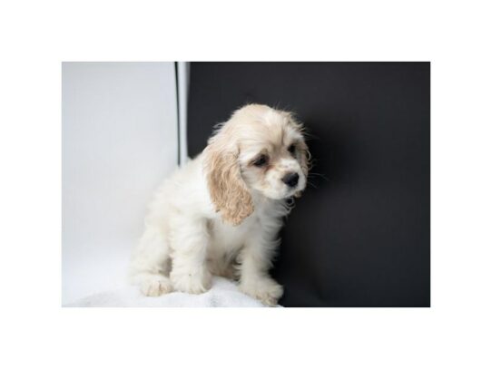 Cocker Spaniel – 16969
